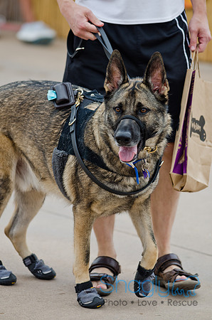 Wags and Waves 2011-54