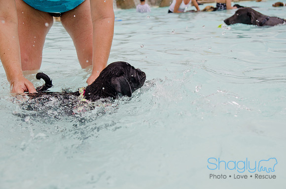Wags and Waves 2011-210