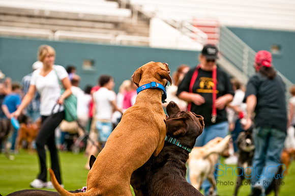 Dog Bowl 2010-38