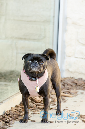 The Boarding Bungalo Pugs-3