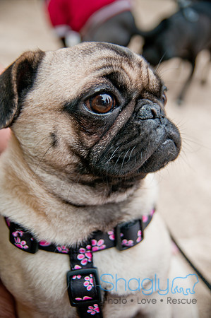 Pug Love Fun Run-54