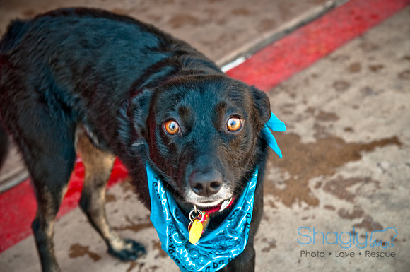 Wags and Waves-393