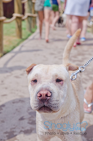 Wags and Waves 2011-290