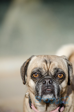 DFW Pug Rescue Boarding Bungalow-30