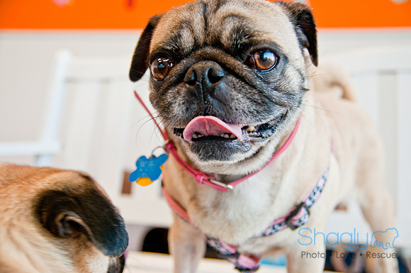 DFWpugrescue-liveattheboardingbugalow-17