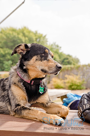 Wags and Waves 2011-225