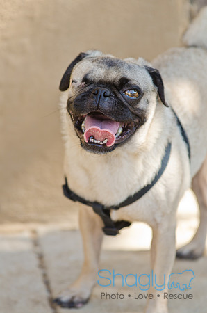 Shagly Photography-DFW Pug Rescue-10