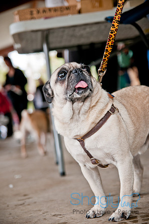 Pug Love Fun Run-64