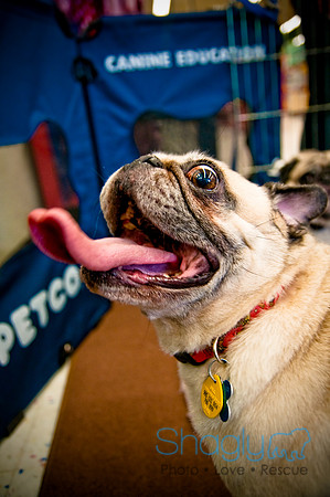 DFW Pug Rescue-30
