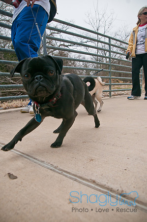 Pug Love Fun Run-7