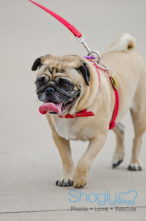 Wags and Waves 2011-8