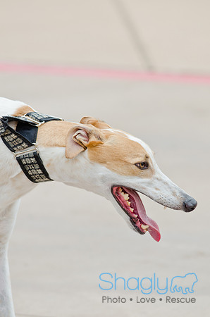 Wags and Waves 2011-80