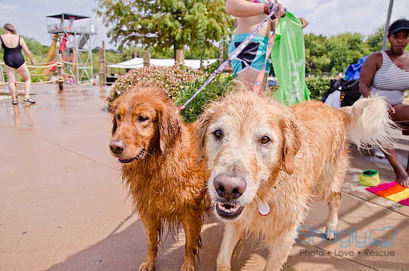 Wags and Waves 2011-221