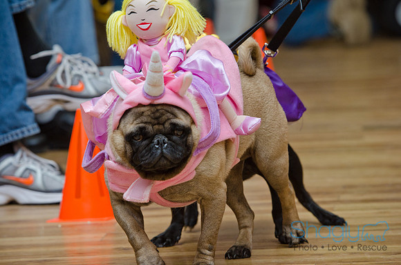 PugOween-238