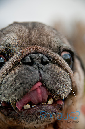 Pug Love Fun Run-246