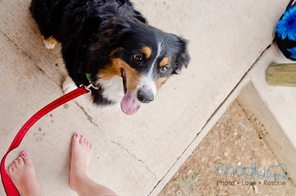 Wags and Waves 2011-425