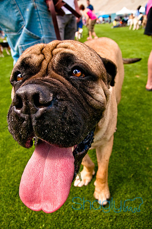 Dog Bowl 2010-108