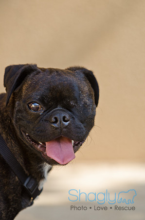 Shagly Photography-DFW Pug Rescue-12