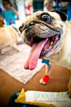 DFW Pug Rescue-26