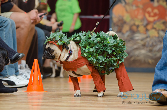 PugOween-26