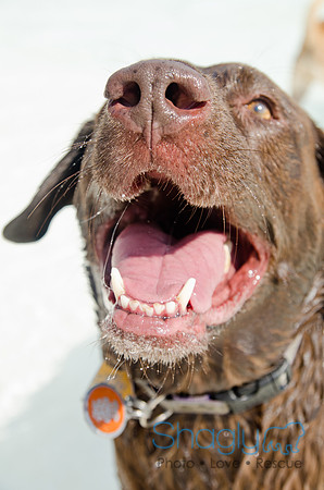 Wags and Waves 2011-436