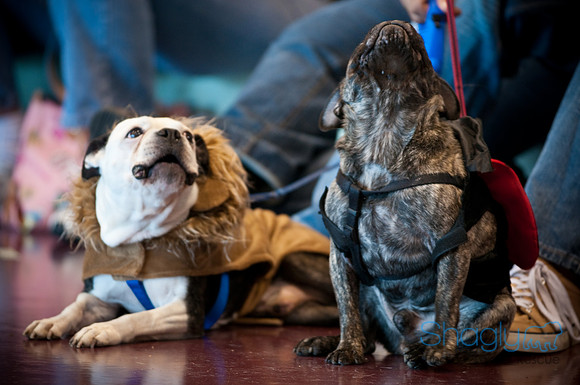 PugOWeen-2716