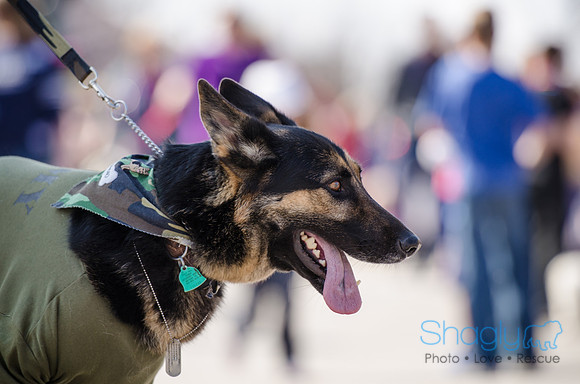 Krewe of Barkus 2012-184