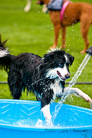Dog Bowl 2010-78