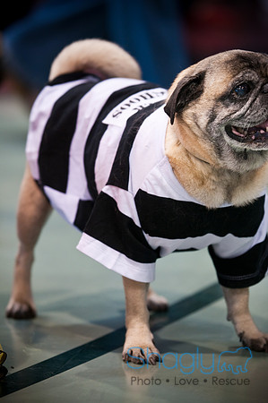PugOWeen-2981