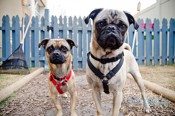 DFW Pug Rescue-The Boarding Bungalow-11