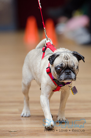 PugOween-7