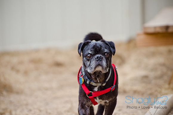 DFW Pug Rescue-The Boarding Bungalow-10