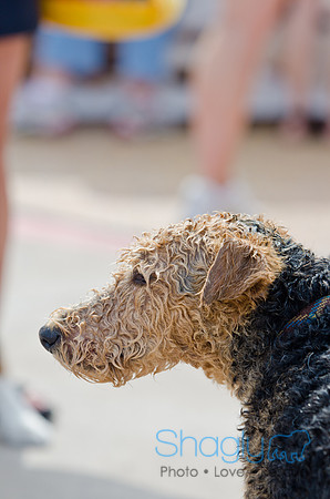 Wags and Waves 2011-63