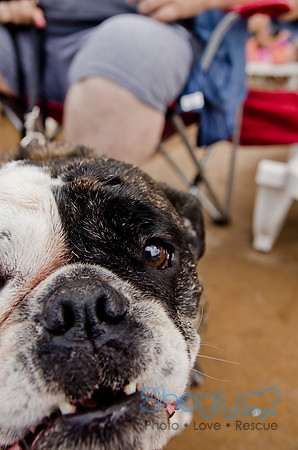 Wags and Waves 2011-302