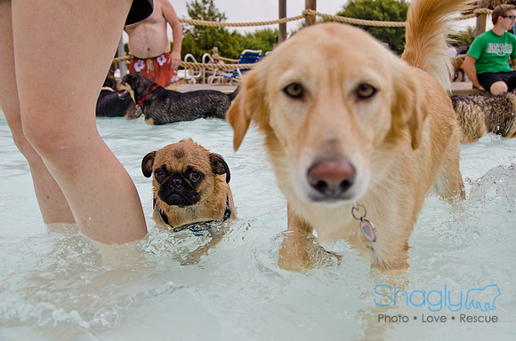 Wags and Waves 2011-212