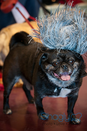 PugOWeen-3310