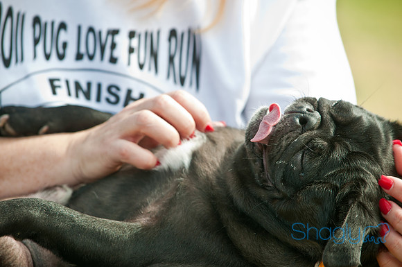 Pug Love Fun Run-187