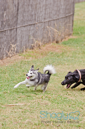 Wags and Waves 2011-172