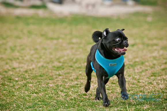 Pug Love Fun Run-134