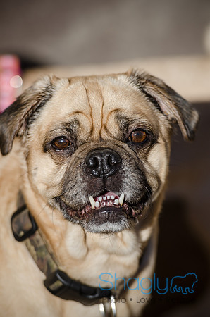 DFW Pug Rescue Boarding Bungalow-4