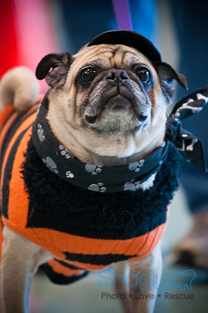 PugOWeen-3088