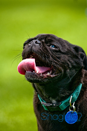 Dog Bowl 2010-90