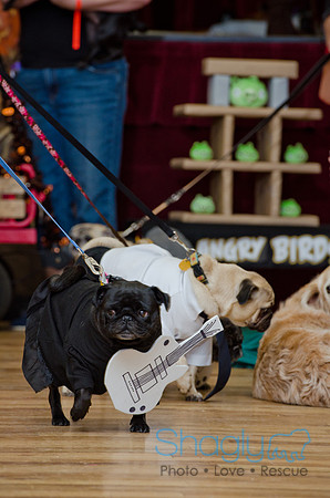 PugOween-233