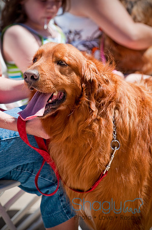 Prosper Pooch Party-21