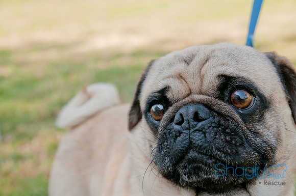 pugapalooza2011-13