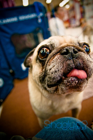 DFW Pug Rescue-51