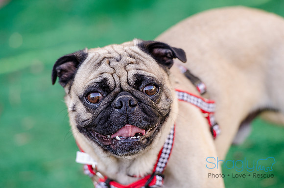 The Boarding Bungalo Pugs-5