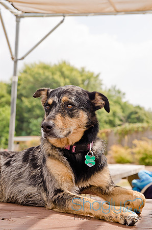 Wags and Waves 2011-226