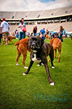 Dog Bowl 2010-105