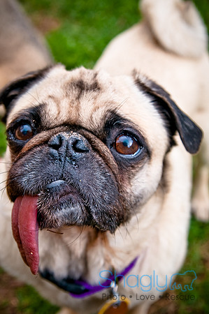 DFW Pug Rescue-111